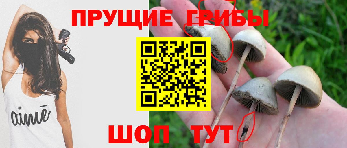 Псилоцибиновые грибы GOLDEN TEACHER Добрянка